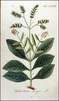Ophiorrhiza mungos