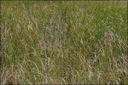 Typha augustifolia