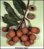 Muthalai, Dimocarpus longan