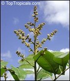 Muthalai, Dimocarpus longan