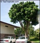 Muthalai, Dimocarpus longan