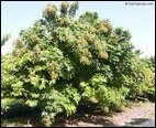Muthalai, Dimocarpus longan
