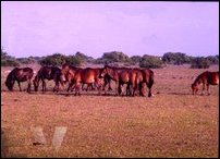 Ponies of Delft