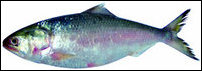 Hilsa of Bangladesh