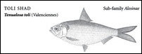 Ullam fish