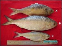 Ullai fish