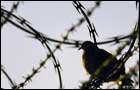Barbed-wire bird