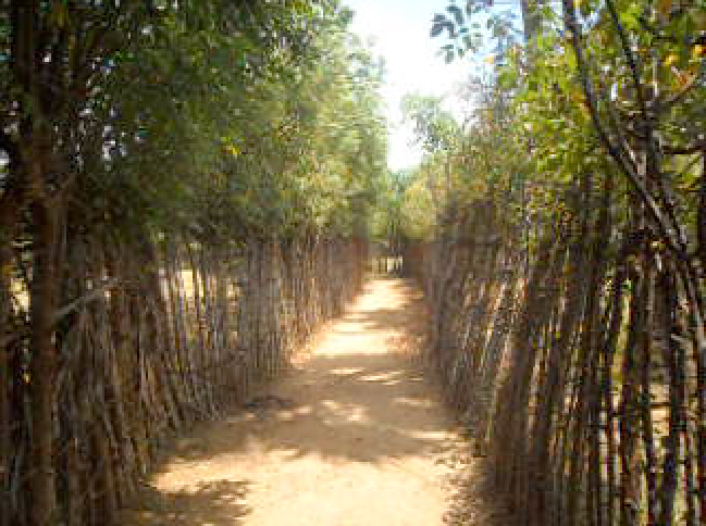 à®¯à®¾à®´à¯à®ªà¯à®ªà®¾à®£à®¤à¯à®¤à¯ à®µà¯à®²à®¿ à®à¯à®à®¾à®© à®ªà® à®®à¯à®à®¿à®µà¯