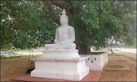 Buddh statue, Bo tree at Kokkulaay