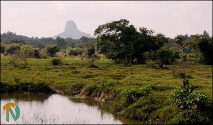 Kudambimalai