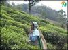 Plantation worker on her way to pick at least 15kilo to ensure her daily wage