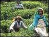 Workers in Bamboragola estate take some time off to talk
