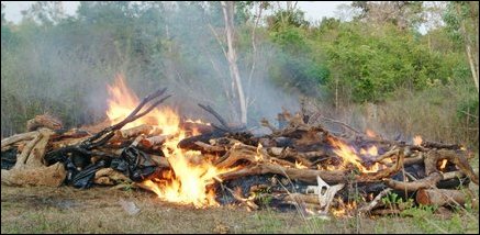 Tigers cremate remains