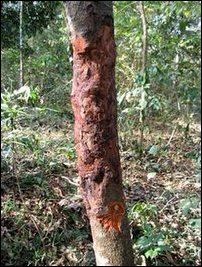 Cinnamomum zeylanicum