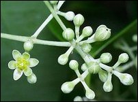 Cinnamomum zeylanicum