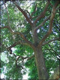 Cinnamomum zeylanicum