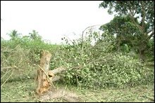 Viveakananthaa Nakar bombing.