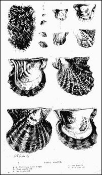 Pearl Oyster