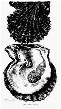 Pearl Oyster