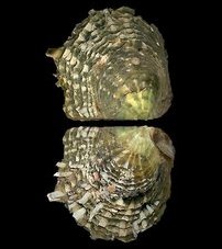 Ceylon pearl oyster