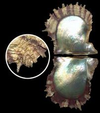 Ceylon pearl oyster