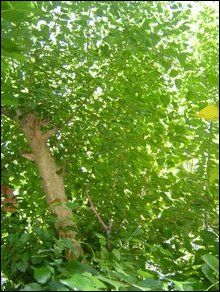 Mullai tree