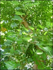 Mullai tree