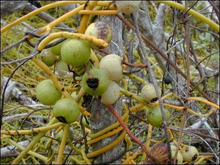 Cassytha filiformis