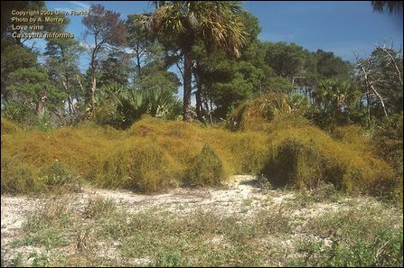 Ignchi, Koththaan, Cassytha filiformis