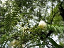 Albizia amara