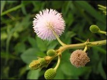 Acacia pennata