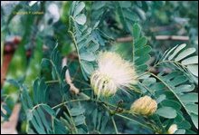 Albizia lebbeck
