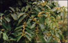 Kadalaagnchi