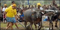 Rajapakse ploughing furrows behind buffaloes to encourage subsistence farming