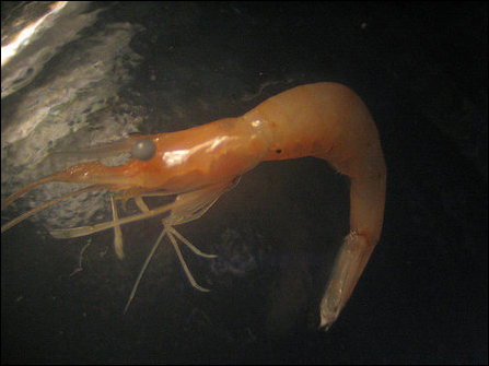 Kooni shrimp