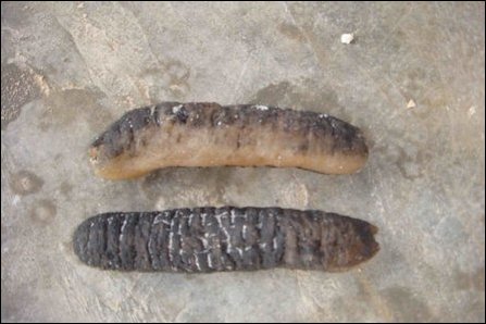 Dried Sea Cucumber