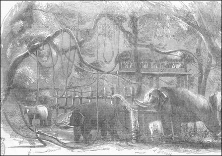 Elephant Kraal