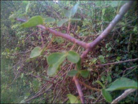 Another Mud-kiluvai