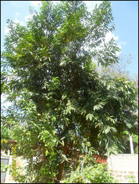 Azhignchil in Jaffna
