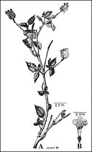 Azhignchil