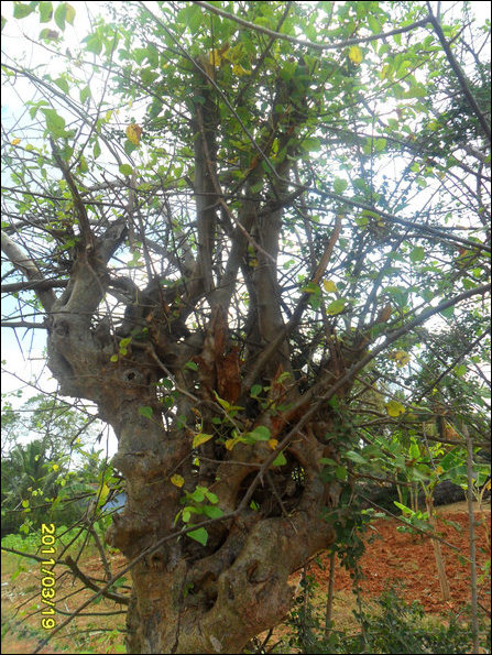Matuared kiluvai