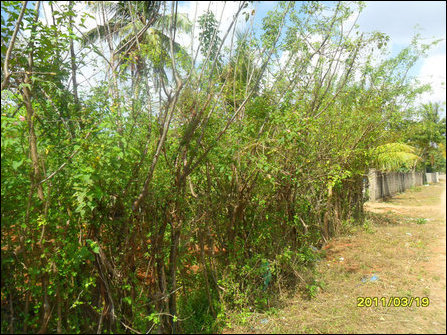 Fence1