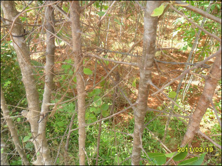 Fence2