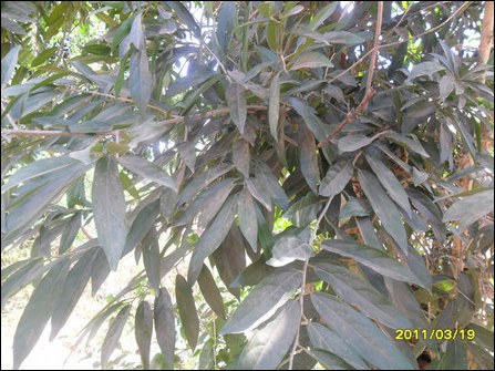 Foliage, Azhignchil 1