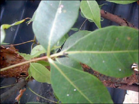Leaves