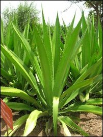 Aloe