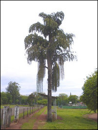 Jaggery palm