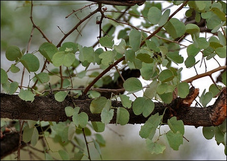Bauhinia racemosa