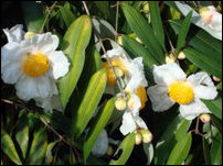 Mesua ferrea: flower