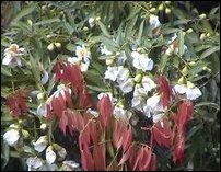 Mesua ferrea: foilage